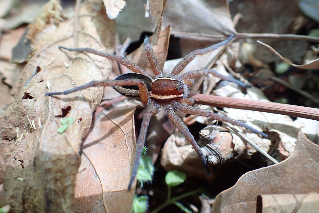 Delomedes sp.? S - Moruzzo (UD)